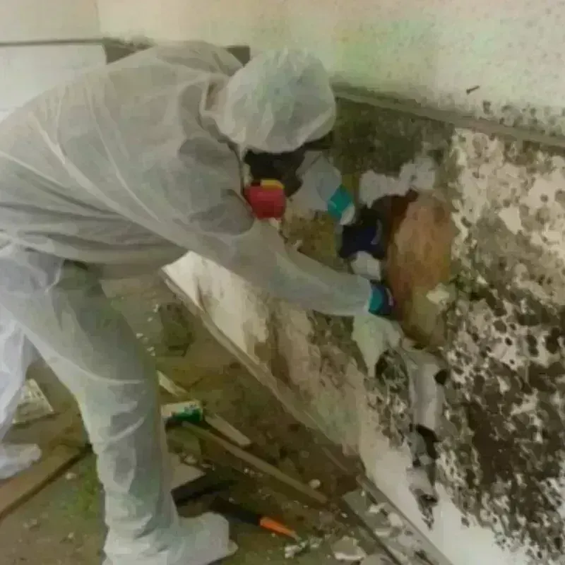 Mold Remediation and Removal in Napa County, CA